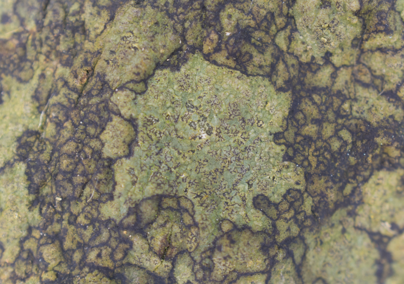 Enterographa hutchinsiae, Kullaberg (Sweden). Photo: Lars Salomon. CC BY-NC 4.0. Enterographa hutchinsiae, Kullaberg (Sweden). Photo: Lars Salomon. CC BY-NC 4.0.