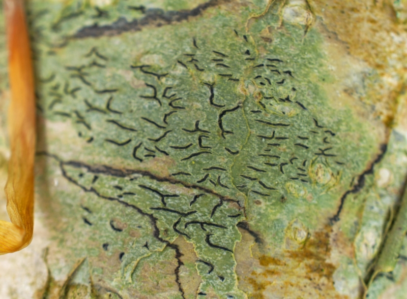 Graphis scripta, Dalby Söderskog National Park (Sweden). Photo: Lars Salomon. CC BY-NC 4.0. Graphis scripta, Dalby Söderskog National Park (Sweden). Photo: Lars Salomon. CC BY-NC 4.0.