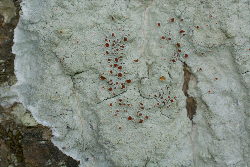 Haematomma ochroleucum, Kullaberg (Sweden). Photo: Lars Salomon. CC BY-NC 4.0. Haematomma ochroleucum, Kullaberg (Sweden). Photo: Lars Salomon. CC BY-NC 4.0.