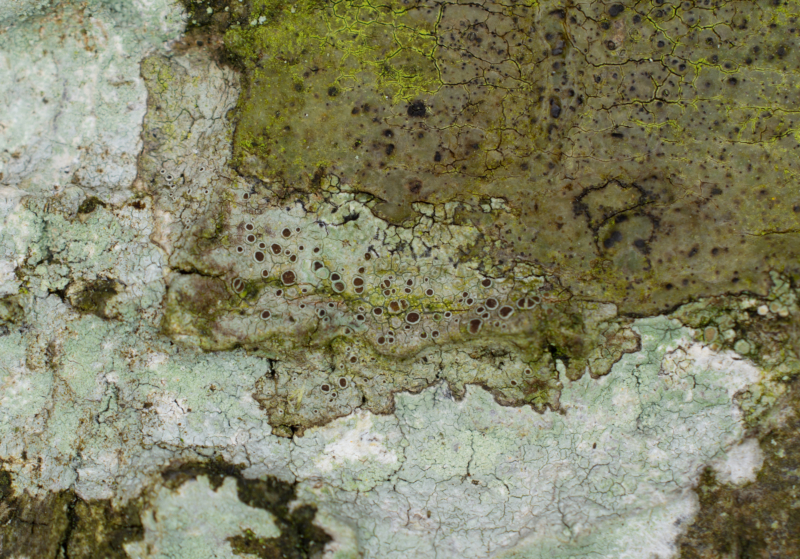 Lecanora glabrata, Kullaberg (Sweden). Photo: Lars-Salomon. CC BY-NC 4.0. Lecanora glabrata, Kullaberg (Sweden). Photo: Lars-Salomon. CC BY-NC 4.0.
