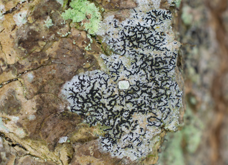 Opegrapha vermicellifera, Bälteberga (Sweden). Photo: Lars-Salomon. CC BY-NC 4.0. Opegrapha vermicellifera, Bälteberga (Sweden). Photo: Lars-Salomon. CC BY-NC 4.0.