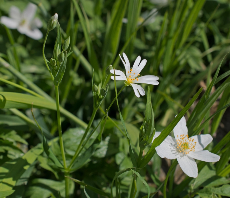 Stellaria holostea, Hjälmshults kungsgård (Sweden). Photo: Lars Salomon. CC BY-NC 4.0 Stellaria holostea, Hjälmshults kungsgård (Sweden). Photo: Lars Salomon. CC BY-NC 4.0