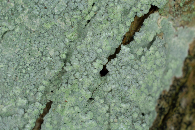 Varicellaria hemisphaerica, Kullaberg (Sweden). Photo: Lars Salomon. CC BY-NC 4.0. Varicellaria hemisphaerica, Kullaberg (Sweden). Photo: Lars Salomon. CC BY-NC 4.0.